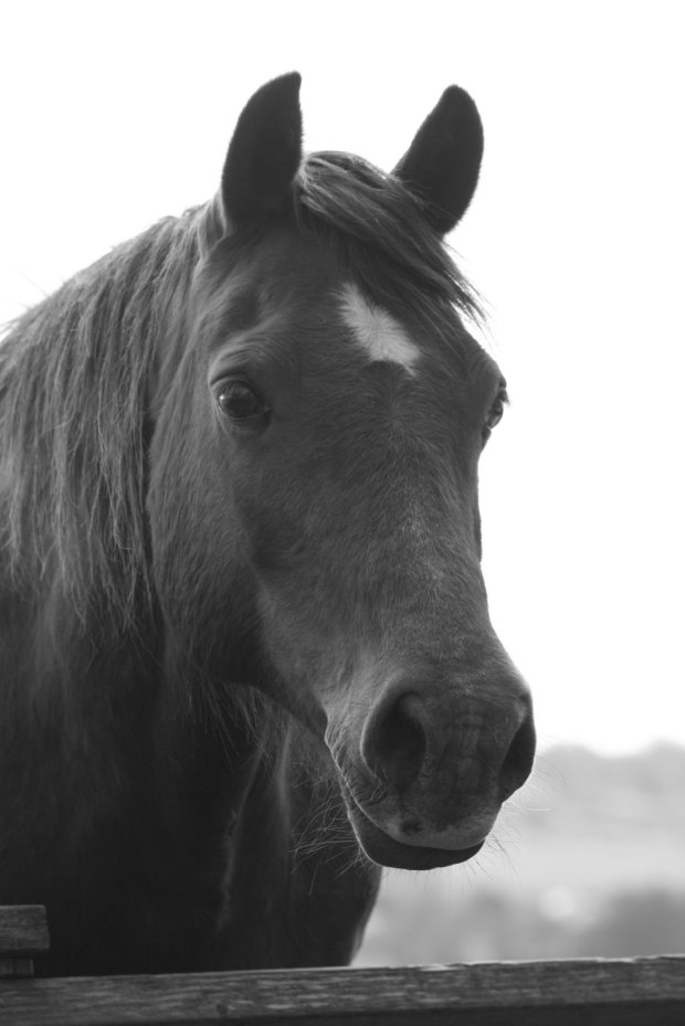 13879966805_afa6212101_h